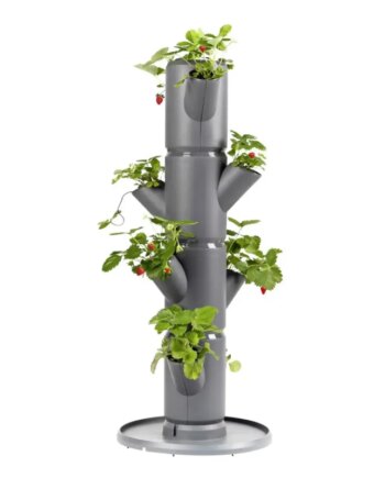 Gusta Garden Sissi Strawberry Starter Anthrasite