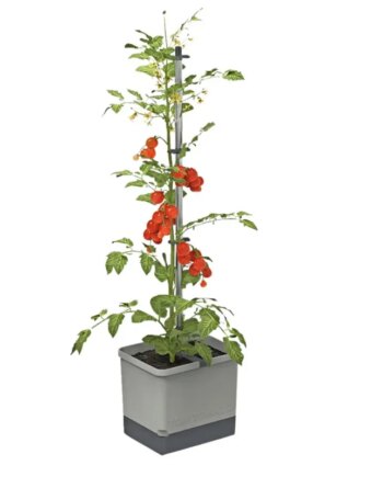 Gusta Garden Tom Tomato Light Grey